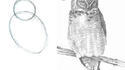 Dessiner un hibou