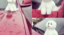 Un petit chien