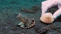 Une pieuvre dans un gobelet en plastique