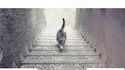Le chat monte