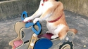 Un chien heureux
