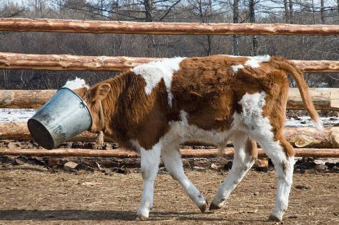 Une vache qui a la tête coincée dans un seau (au bon moment).