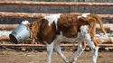 Vache owned !