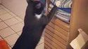 Un chat veut se percher