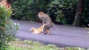Singe tigrou