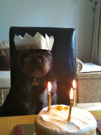 Joyeux anniversaire Roi des crottes