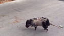 Déplacement d'une famille d'opossum