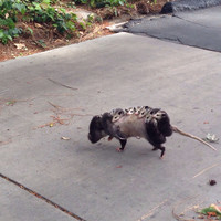 Déplacement d'une famille d'opossum