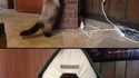 Histoire de chats