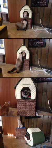 Histoire de chats