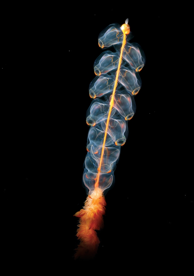 De nombreux siphonophores (du grec ancien, siphon, tube et pherein, porter, transporter) sont notoirement rares et difficiles à photographier, il s'agit pourtant d'organismes uniques et fascinants. Malgré les apparences, il ne s'agit pas d'un seul animal, mais en fait d'une colonie de méduses spécialisées. Pendant sa croissance, chaque organisme se spécialise dans une tâche particulière, comme manger (la queue touffue), nager (les bulbes au milieu) et flotter (le bouton orange sur le dessus). Elles se situent à la limite de l'évolution de la vie simple et complexe, chaque individu agissant comme un organe dans un organisme complexe. Ils peuvent communiquer chimiquement, en coordonnant leurs actions pour nager et trouver de la nourriture, afin que le méga-organisme puisse survivre. Beaucoup pensent qu'ils offrent un aperçu de la façon dont des organismes simples comme les méduses ont fini par évoluer en organismes dotés de systèmes d'organes complexes et de dizaines de types de cellules spécialisées.

https://fr.wikipedia.org/wiki/Marrus_orthocanna