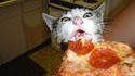 Miam cat