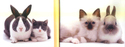 Chats et lapins