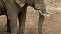 Au bout de la trompe de l'éléphant