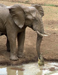 Au bout de la trompe de l'éléphant