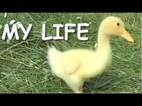 La vie d'un canard (du bébé à l'adulte)