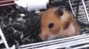 Petit hamster mignon