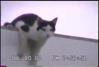Le chat et la rampe