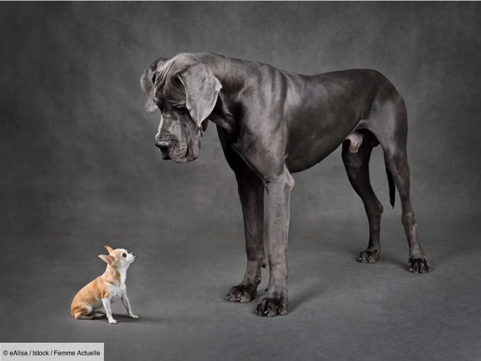 Entre Pearl (Chihuahua) et Reginald (Dogue Allemand), inscrits comme le plus petit et le plus grand chien du monde dans le Livre Guinness des Records. Une rencontre de taille !
