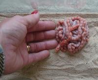 Nid de jeunes serpents