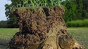 Tortue sortant d'hibernation