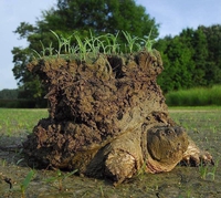 Tortue sortant d'hibernation