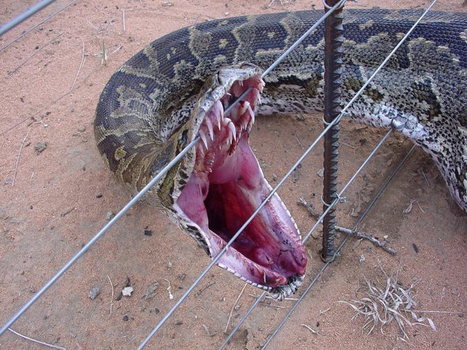 Un serpent, qui s'est coincé les dents sur un fil, nous donne l'occasion d'apprécier ses belles quenottes.