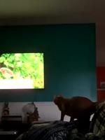 La nouvelle tv 4K 