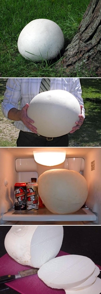 Gros champignon