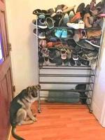Chien frustré de ne pouvoir jouer avec les chaussures de la maisonnée...