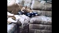 Comme chats et chiens
