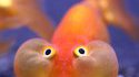 Poisson gonflé