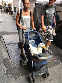 Promener son coin coin