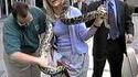 Serpent curieux