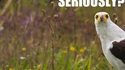Sérieusement ?