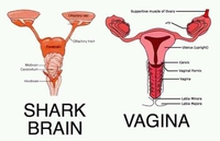 Le cerveau d'un requin