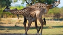 Girafes emmêlées