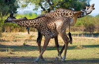 Girafes emmêlées