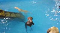 Le chien qui ne savait pas nager