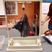 Poumons de fumeur VS Poumons sains