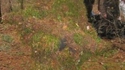 Ghillie suit