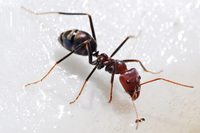 Deux espèces de fourmis