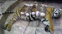 Tigre et porcelets