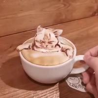 Cat puccino 