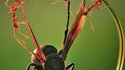 Immobilisée par des fourmis