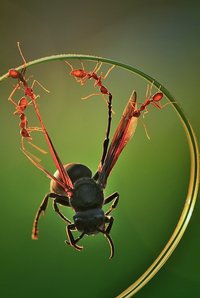 Immobilisée par des fourmis