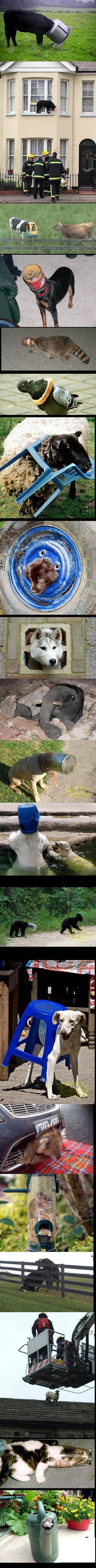 Animaux coincés