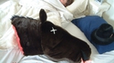 Coussin cheval