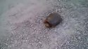 oh quelle est mimi la tortue