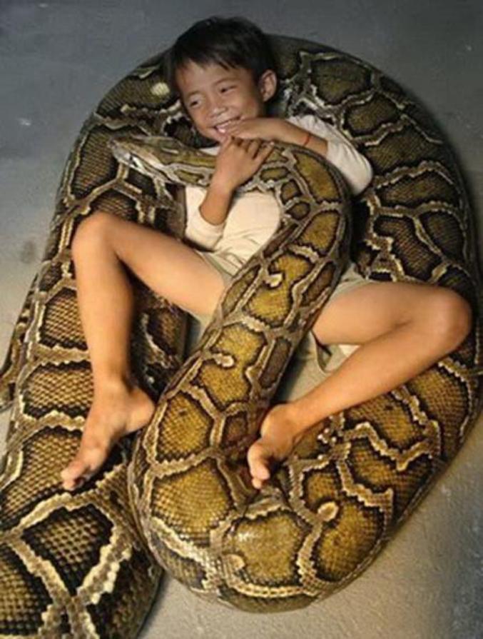 Un enfant tout à fait à l'aise avec un anaconda.